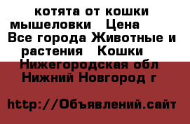 котята от кошки мышеловки › Цена ­ 10 - Все города Животные и растения » Кошки   . Нижегородская обл.,Нижний Новгород г.